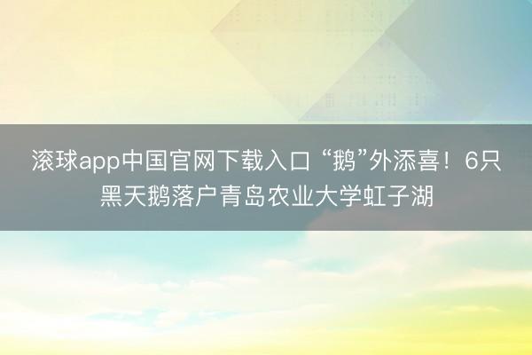 滚球app中国官网下载入口 “鹅”外添喜！6只黑天鹅落户青岛农业大学虹子湖