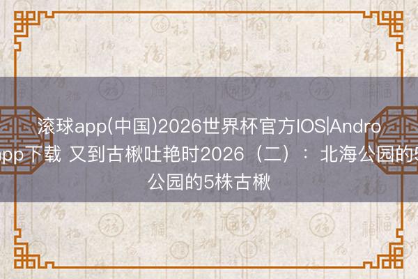 滚球app(中国)2026世界杯官方IOS|Android手机app下载 又到古楸吐艳时2026（二）：北海公园的5株古楸