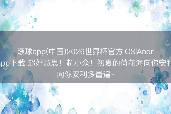 滚球app(中国)2026世界杯官方IOS|Android手机app下载 超好意思！超小众！初夏的荷花海向你安利多量遍~