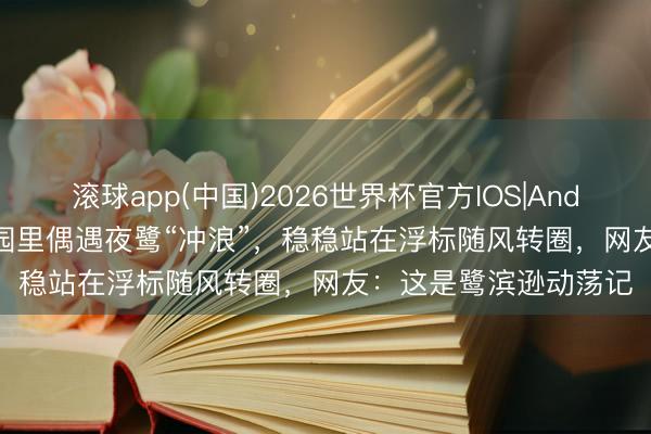滚球app(中国)2026世界杯官方IOS|Android手机app下载 公园里偶遇夜鹭“冲浪”，稳稳站在浮标随风转圈，网友：这是鹭滨逊动荡记