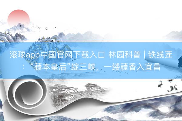 滚球app中国官网下载入口 林园科普 | 铁线莲：“藤本皇后”绽三峡，一缕藤香入宜昌
